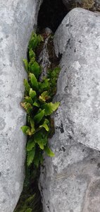 a20220914 170032 asplenium scolopendrium