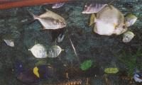 Aquarium