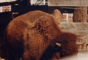Bison