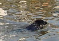 Chien nageur-sauveteur