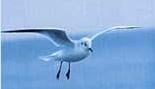 Mouette