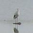 Cigogne