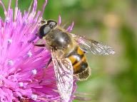 Abeille