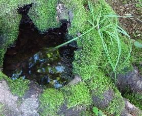 Oeufs de grenouille ?