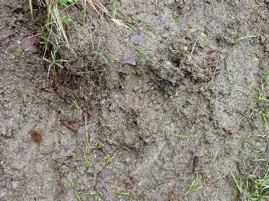 une trace de pas d'ours