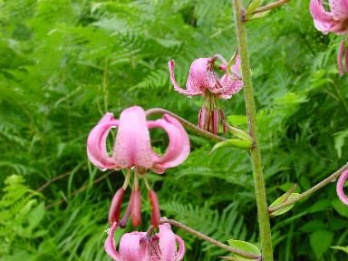 Lys Martagon