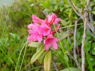 Rhododendron des montagnes