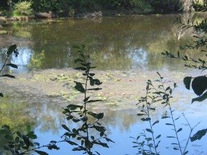 La mare aux cistudes