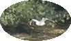 Oiseau en vol