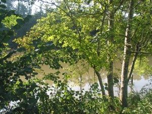 Rive boisée de l'Adour