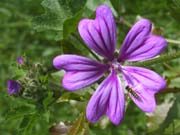 La Grande Mauve
