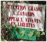 Chasse à canards