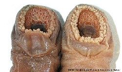 Lamproies mâle et femelle