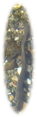 Lamproie