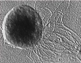 archeae