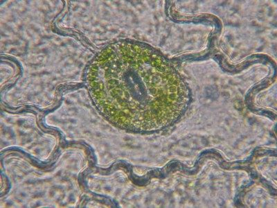 cellule