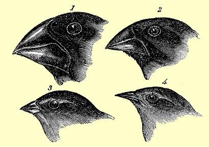 darwin
