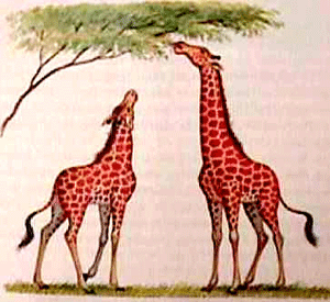 lamarck